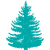 Пихта